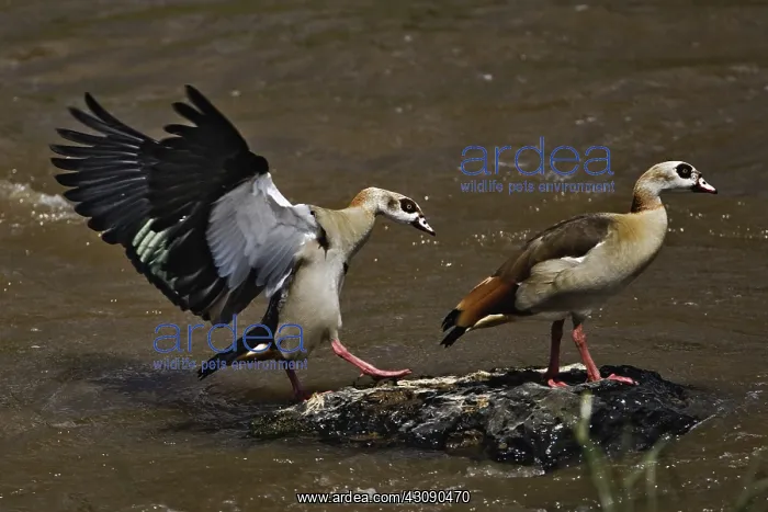 : Egyptian Geese : Egyptian Geese