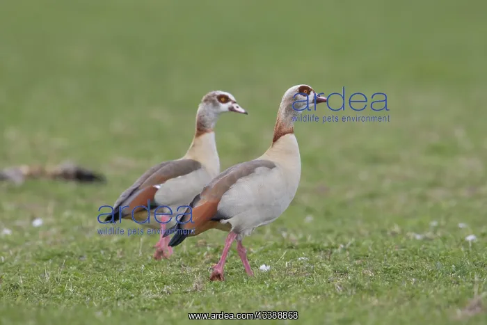 : Egyptian Geese : Egyptian Geese