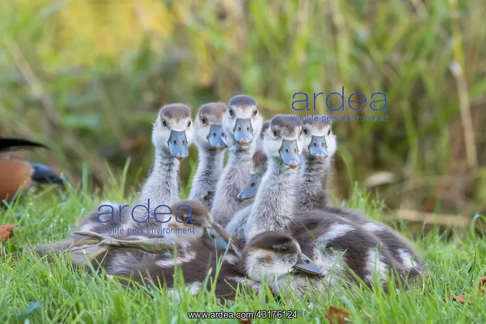 : Egyptian geese (Alopochen aegyptiacus), chicks : Egyptian geese (Alopochen aegyptiacus), chicks