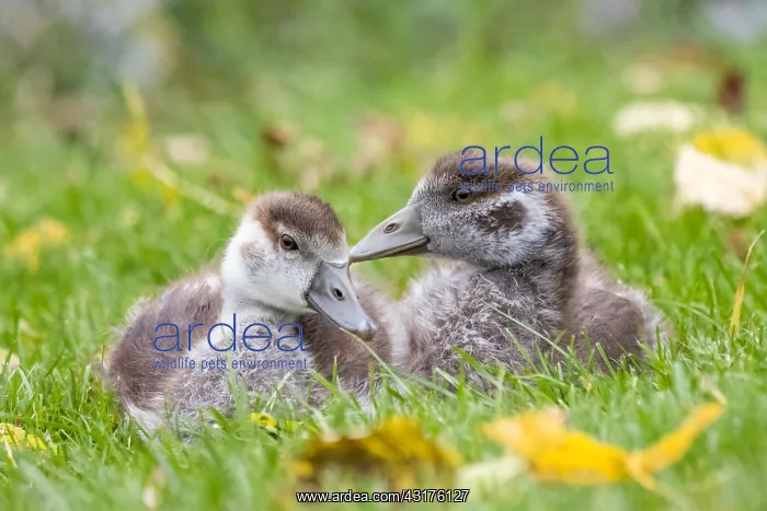 : Two egyptian geese (Alopochen aegyptiacus), chicks : Two egyptian geese (Alopochen aegyptiacus), chicks