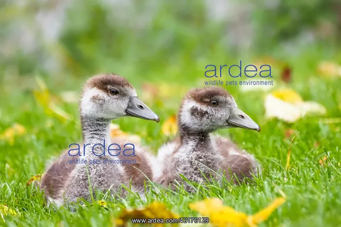 : Two egyptian geese (Alopochen aegyptiacus), chicks : Two egyptian geese (Alopochen aegyptiacus), chicks