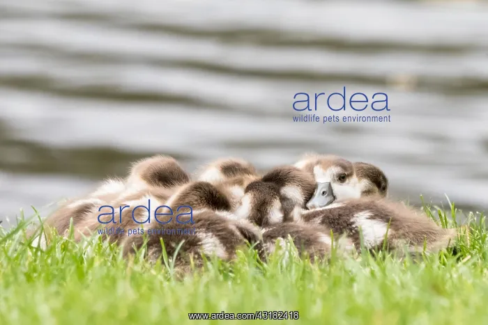 : Egyptian geese (Alopochen aegyptiacus), cuddling : Egyptian geese (Alopochen aegyptiacus), cuddling