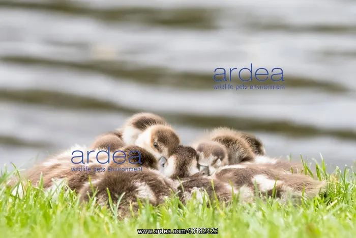 : Egyptian geese (Alopochen aegyptiacus), cuddling : Egyptian geese (Alopochen aegyptiacus), cuddling