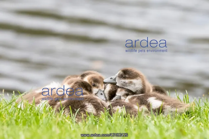 : Egyptian geese (Alopochen aegyptiacus), cuddling : Egyptian geese (Alopochen aegyptiacus), cuddling