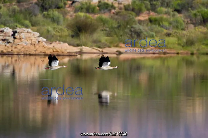 : Egyptian Geese at Bushman's Kloof in Western : Egyptian Geese at Bushman's Kloof in Western