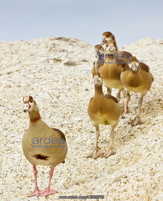 : Egyptian Geese - family group on coastal rocks : Egyptian Geese - family group on coastal rocks