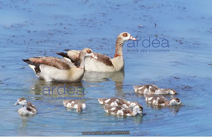  : Egyptian Geese & goslings