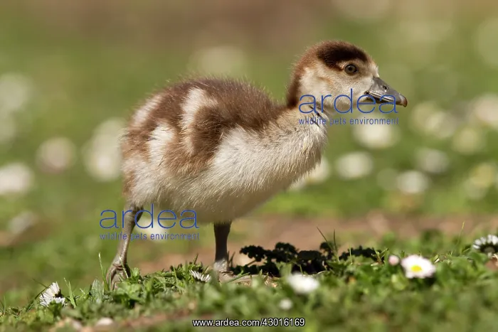 : Egyptian Goose : Egyptian Goose