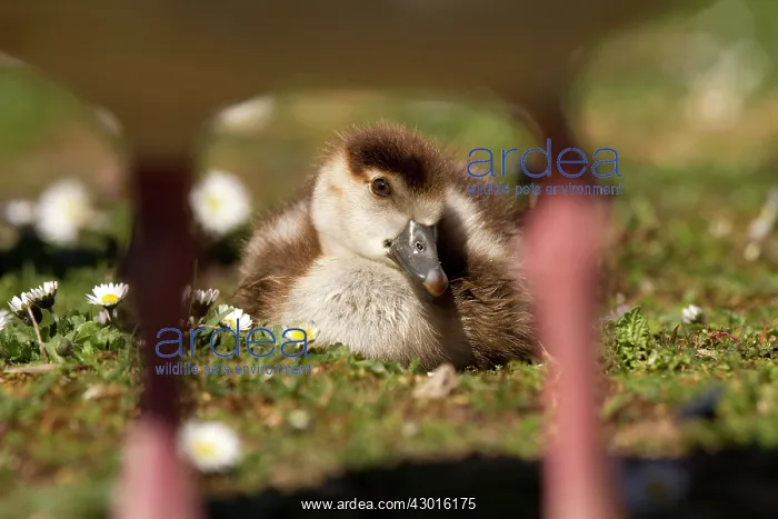 : Egyptian Goose : Egyptian Goose