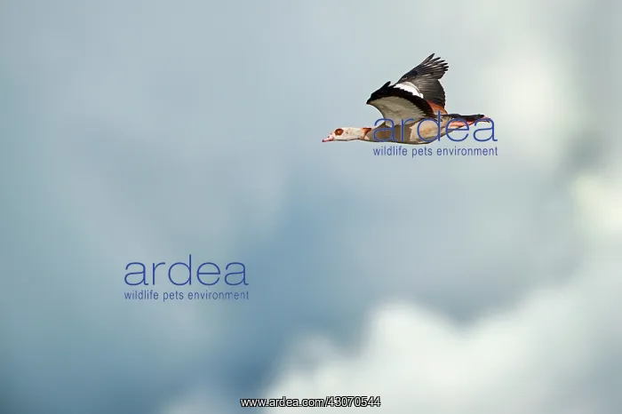 : Egyptian Goose : Egyptian Goose