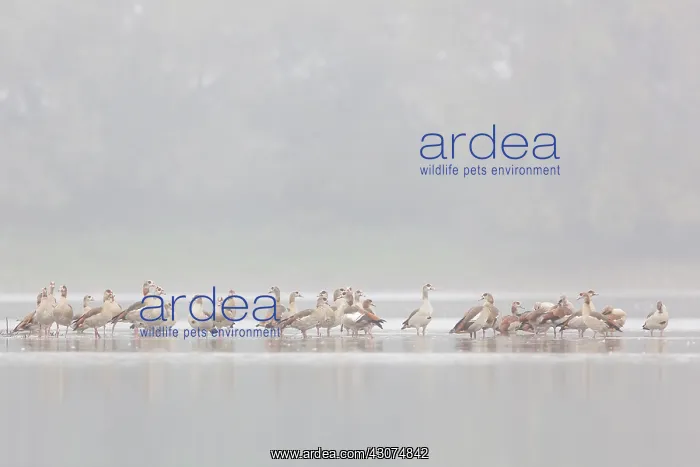: Egyptian Goose : Egyptian Goose