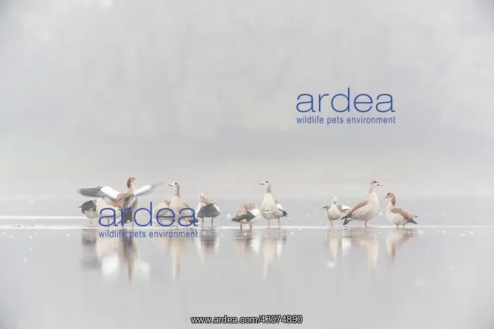 : Egyptian Goose : Egyptian Goose