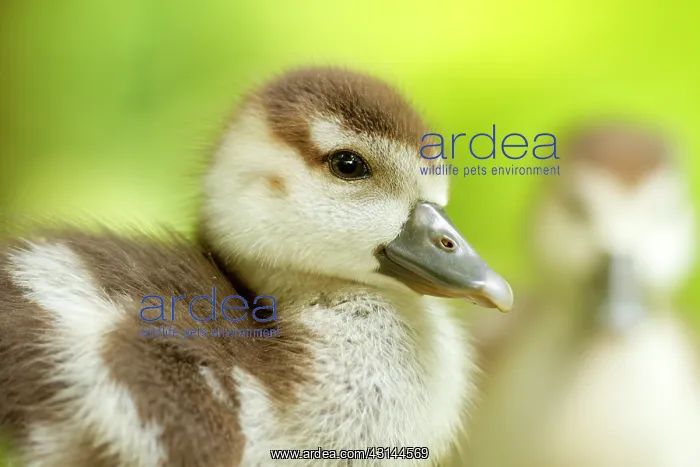 : Egyptian Goose : Egyptian Goose