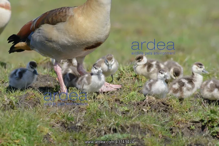 : Egyptian Goose : Egyptian Goose
