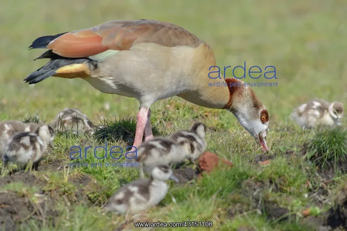 : Egyptian Goose : Egyptian Goose