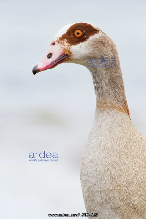 : Egyptian Goose : Egyptian Goose