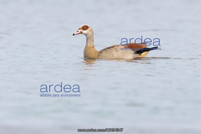 : Egyptian Goose : Egyptian Goose