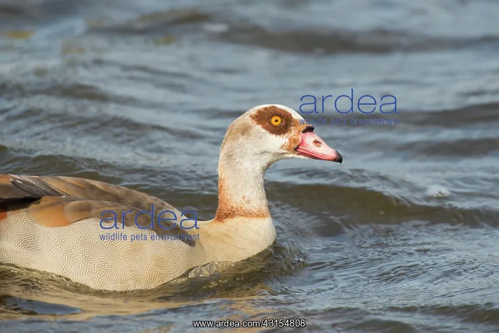 : Egyptian Goose : Egyptian Goose