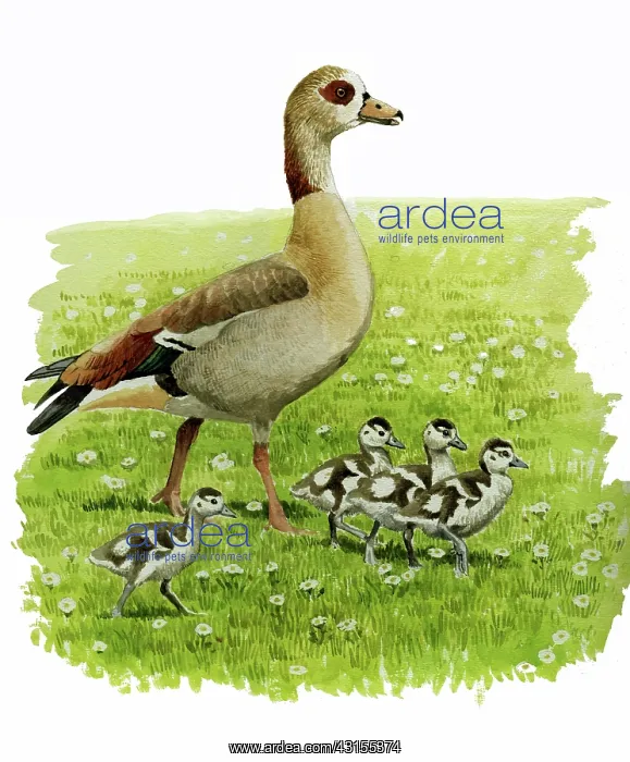 : Egyptian Goose : Egyptian Goose