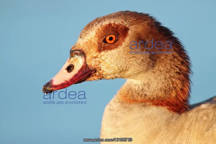 : Egyptian Goose : Egyptian Goose