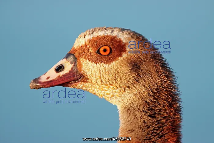 : Egyptian Goose : Egyptian Goose