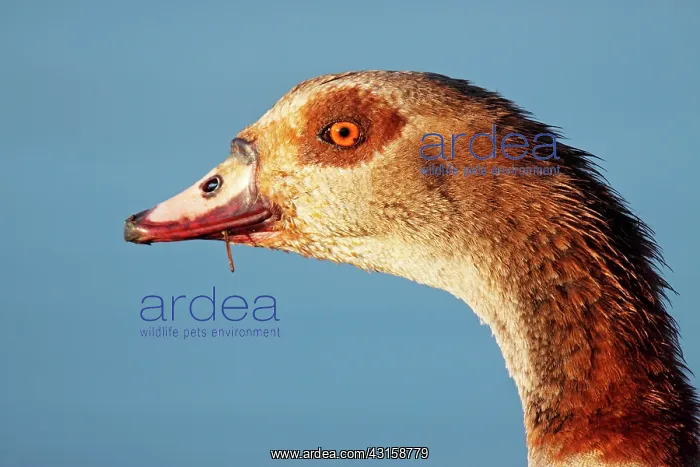 : Egyptian Goose : Egyptian Goose