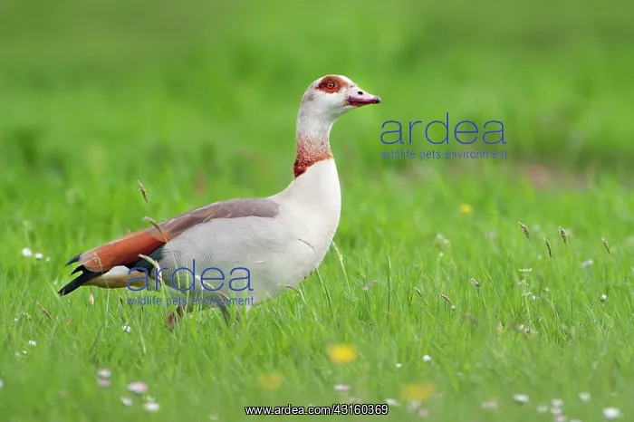: Egyptian Goose : Egyptian Goose
