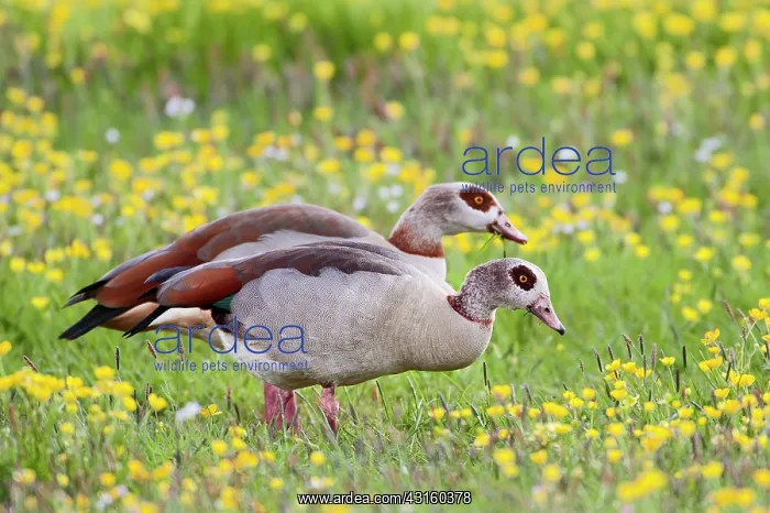 : Egyptian Goose : Egyptian Goose