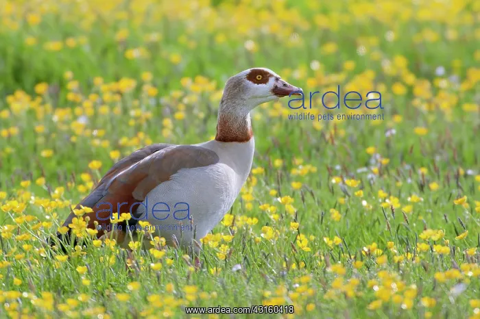 : Egyptian Goose : Egyptian Goose