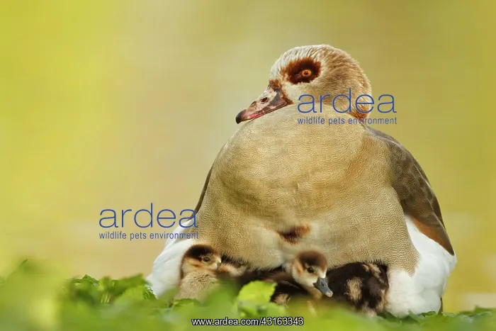 : Egyptian Goose : Egyptian Goose