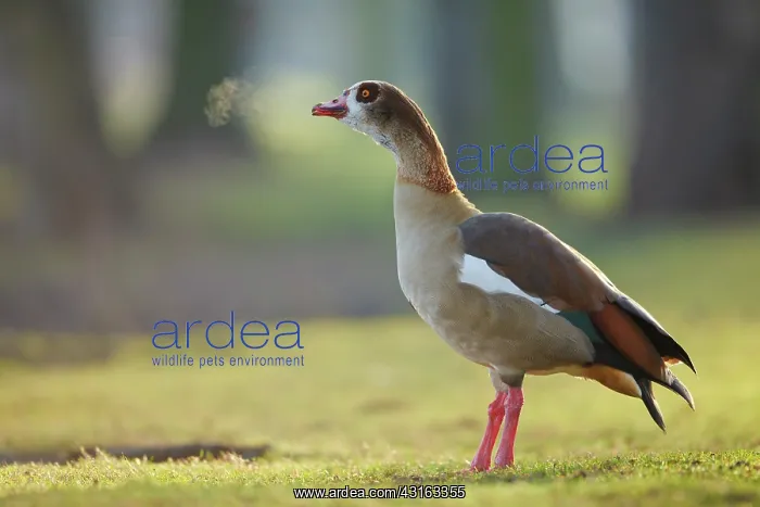 : Egyptian Goose : Egyptian Goose