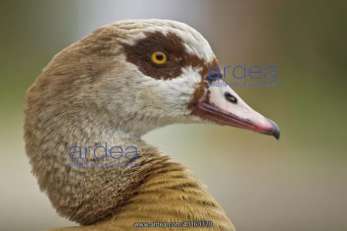 : Egyptian Goose : Egyptian Goose
