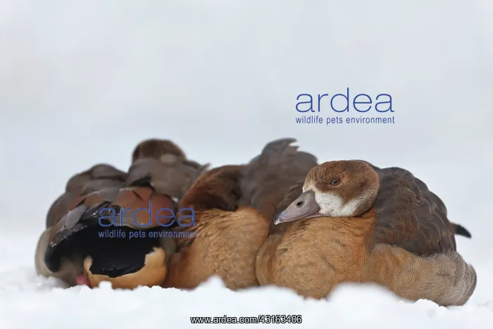 : Egyptian Goose : Egyptian Goose