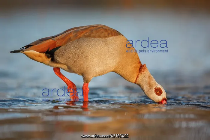 : Egyptian Goose : Egyptian Goose