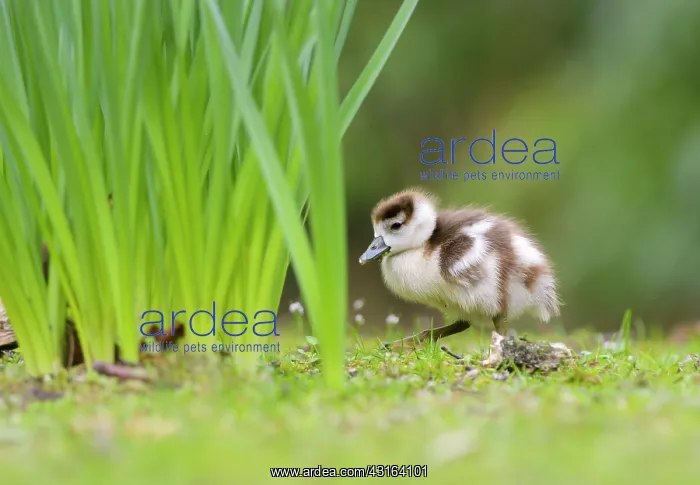 : Egyptian Goose : Egyptian Goose