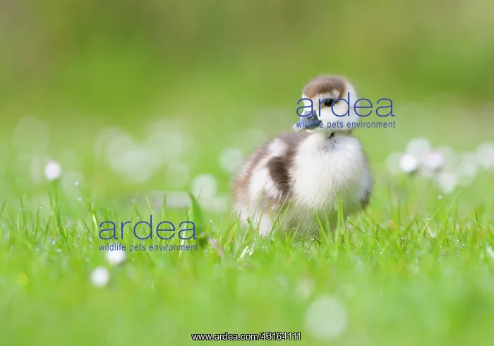 : Egyptian Goose : Egyptian Goose