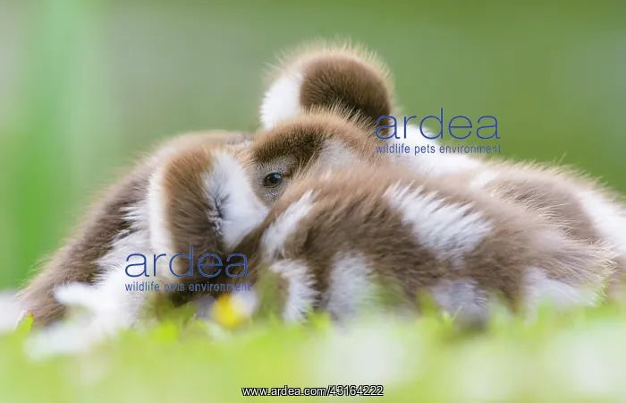 : Egyptian Goose : Egyptian Goose