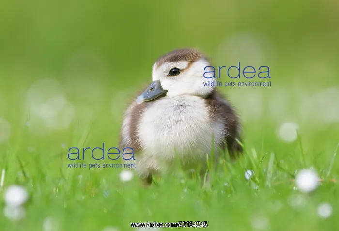 : Egyptian Goose : Egyptian Goose