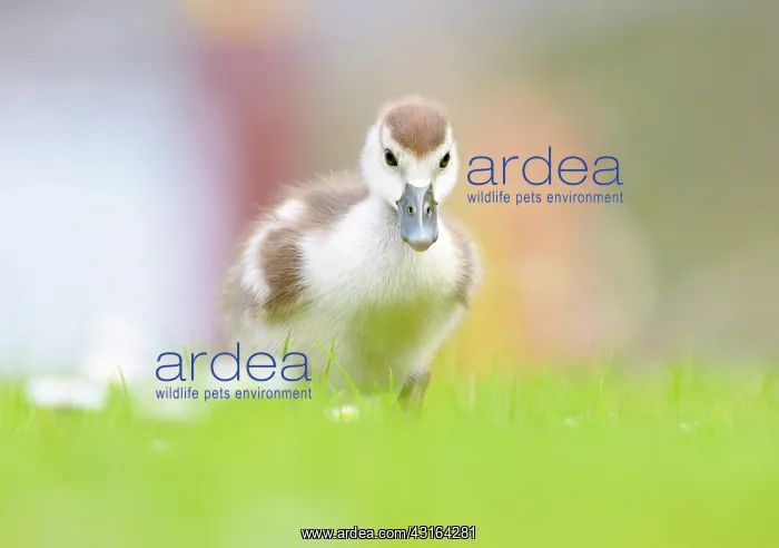 : Egyptian Goose : Egyptian Goose