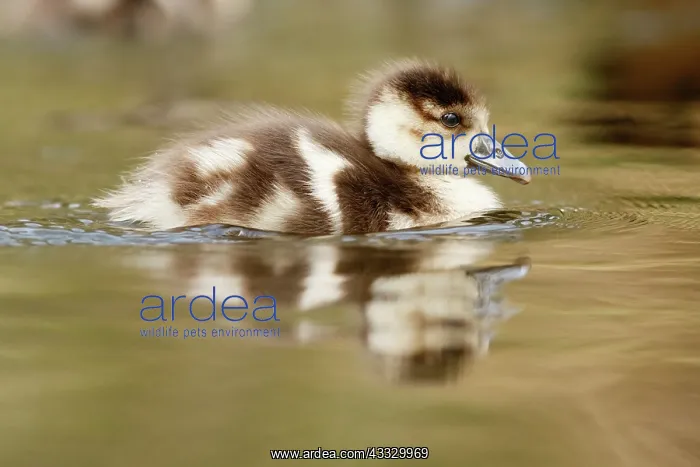 : Egyptian Goose : Egyptian Goose