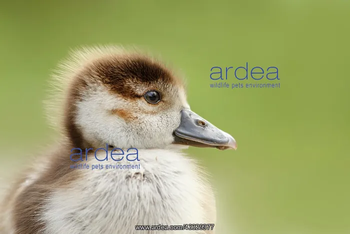 : Egyptian Goose : Egyptian Goose