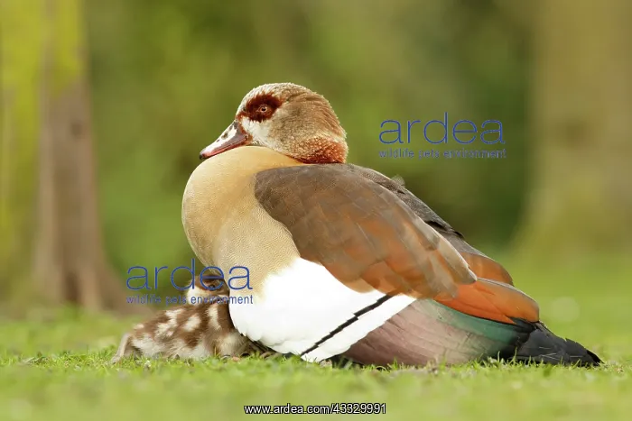 : Egyptian Goose : Egyptian Goose
