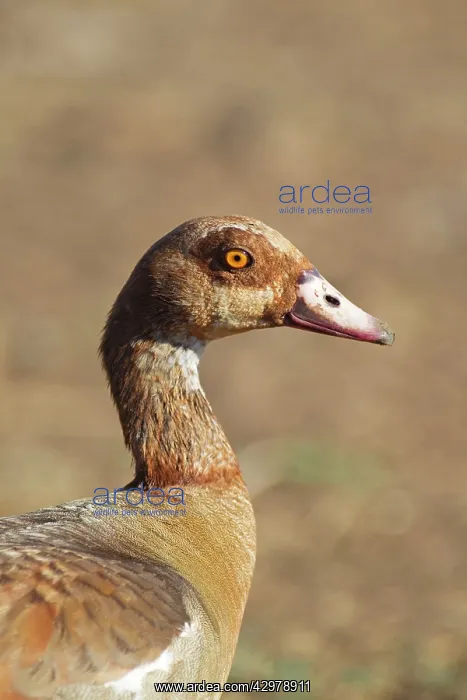 : Egyptian Goose - adult : Egyptian Goose - adult