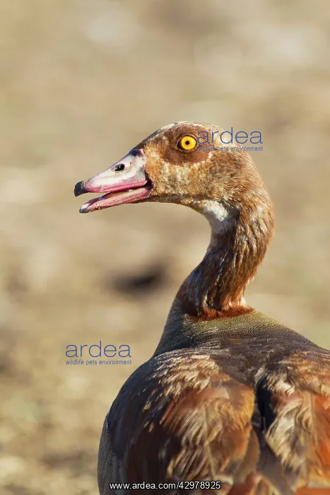 : Egyptian Goose - adult : Egyptian Goose - adult