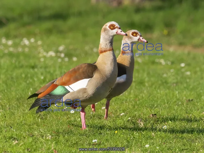 : Egyptian Goose, two adult birds alert : Egyptian Goose, two adult birds alert