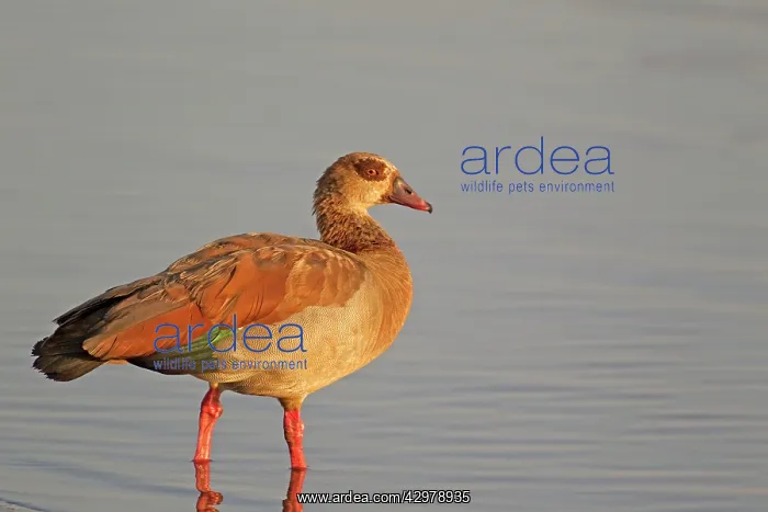 : Egyptian Goose - adult at a dam in the last light : Egyptian Goose - adult at a dam in the last light