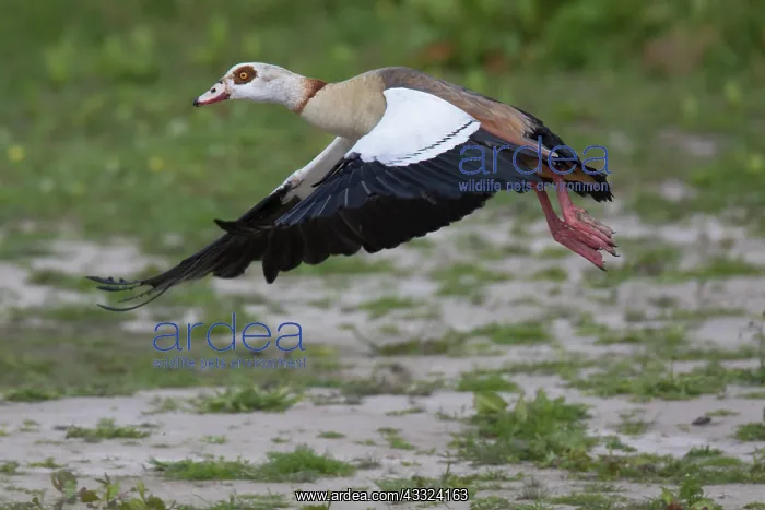 : Egyptian Goose - adult goose in flight - Germany : Egyptian Goose - adult goose in flight - Germany