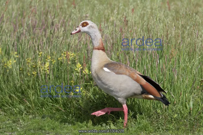 : Egyptian Goose - adult goose - Germany : Egyptian Goose - adult goose - Germany