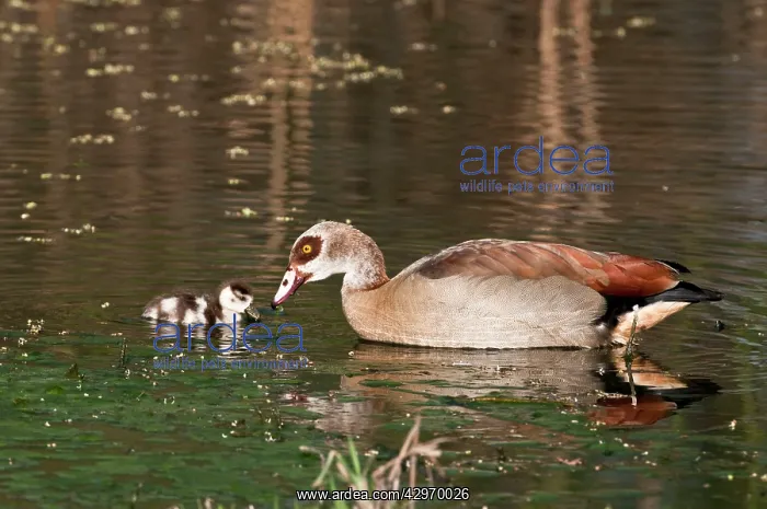 : Egyptian Goose - adult with gosling swimming : Egyptian Goose - adult with gosling swimming