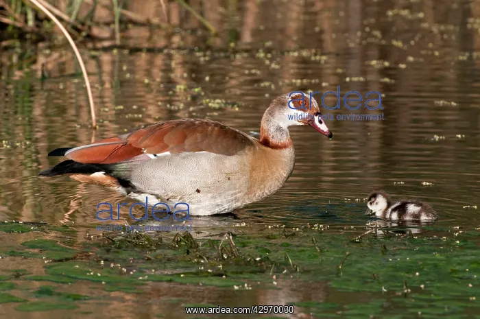 : Egyptian Goose - adult with gosling swimming : Egyptian Goose - adult with gosling swimming